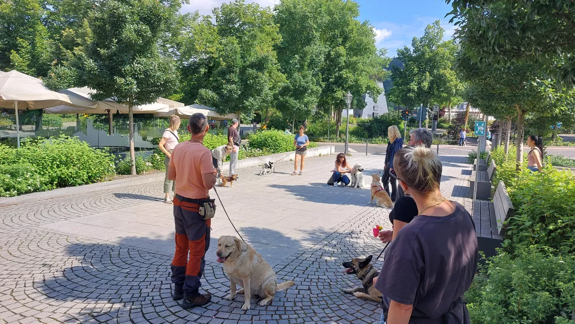 Hundesportverein Tiefenort trainiert in der Stadt Hundesportverein Tiefenort trainiert in der Stadt