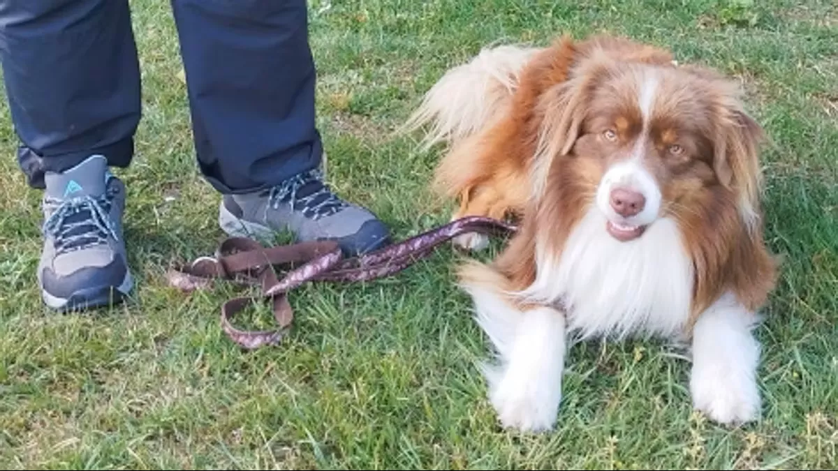 Trainer erklärt Hundeführerschein Trainer erklärt Hundeführerschein
